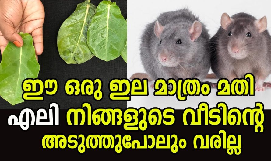 എലിയാണോ നിങ്ങളുടെ വീട്ടിലെ പ്രധാന വില്ലൻ .?എങ്കിൽ ഇതൊന്നു പരീക്ഷിച്ചു നോക്കൂ