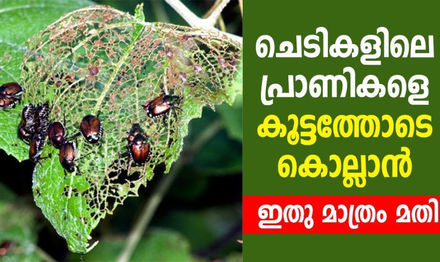 പൂന്തോട്ടത്തിലെ ചെടികളിൽ ഉള്ള ഉറുമ്പുകളെയും പ്രാണികളെയും തുരത്താം, ഇനി നിങ്ങളുടെ ചെടികൾ സുരക്ഷിതമാണ്