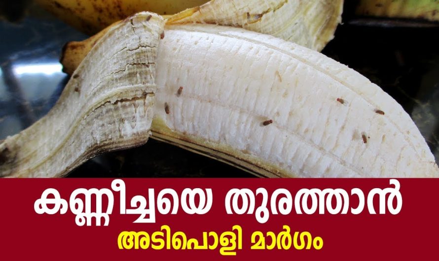 ചക്കയുടെയും മാങ്ങയുടെയും കാലമായി വേഗം ഇത് ചെയ്തോളൂ അല്ലെങ്കിൽ പണി പാളും