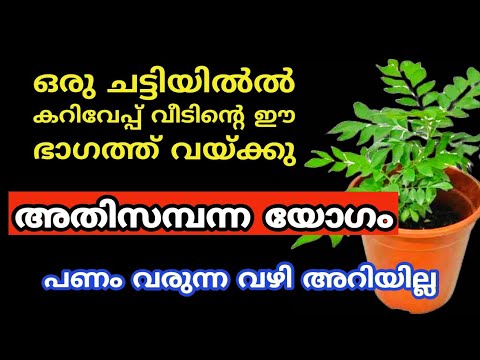 ഇനി കറിവേപ്പില ഇങ്ങനെ ഒന്ന് ചെയ്തു നോക്കൂ, സാമ്പത്തിക ബുദ്ധിമുട്ടുകൾ പാടെ ഇല്ലാതാകും