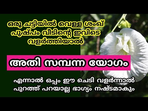 ഇനി നിങ്ങളുടെ വീട്ടിലും ശങ്കുപുഷ്പം ഇവിടെ ഒന്ന് വളർത്തി നോക്കൂ