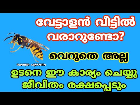 വീട്ടിൽ ഇങ്ങനെ വേട്ടാളൻ കൂടെ നിങ്ങളും കണ്ടിട്ടുണ്ടോ