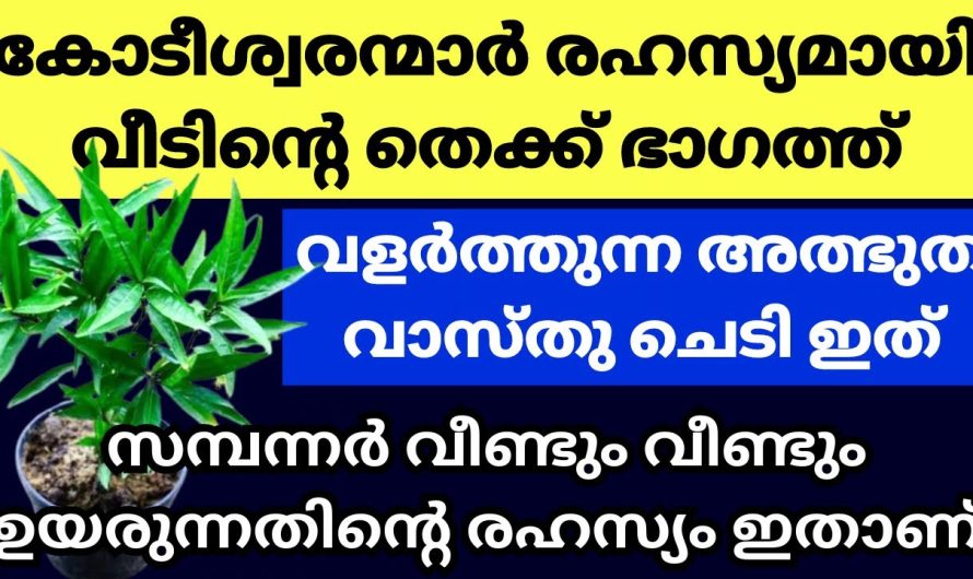 ഓരോ കോടീശ്വരനും വീട്ടിൽ രഹസ്യമായി വളർത്തുന്നത് ഈ ചെടിയാണ്