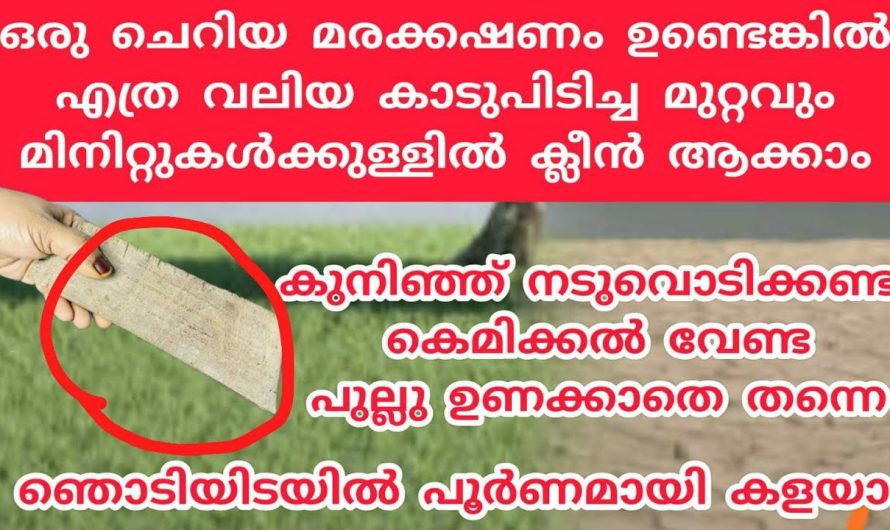 ഒരൊറ്റ മരക്കഷണം കൊണ്ട് ഇനി നിങ്ങളുടെ മുറ്റം മുഴുവൻ ക്ലീൻ ആകും