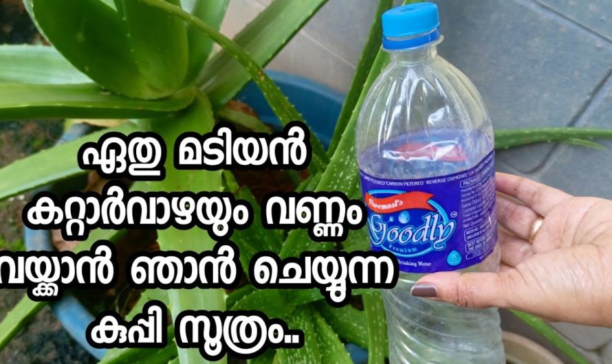 ഏത് മടിയൻ കറ്റാർവാഴയ്ക്കും ഇനി നന്നാകാതിരിക്കാൻ കഴിയില്ല