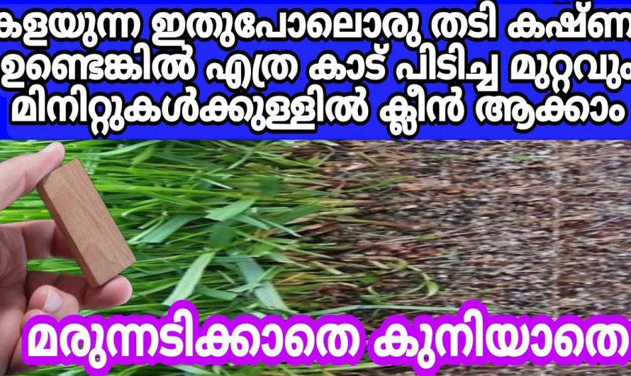 ഒട്ടും ക്വാളിറ്റി നഷ്ടപ്പെടാതെ നിങ്ങൾക്കും നിങ്ങളുടെ മുറ്റത്തെ പുല്ലുകൾ മുഴുവനായി പറിച്ചു കളയാം