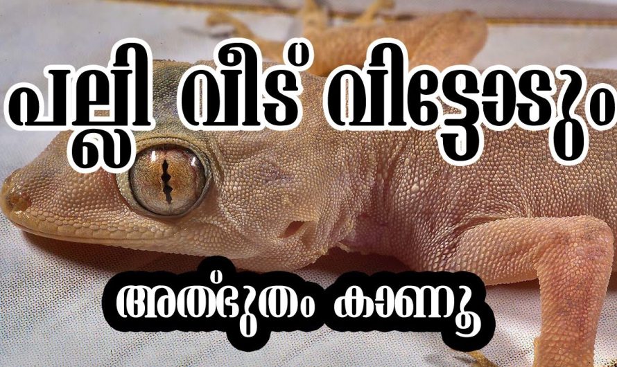 പല്ലികളെ തുരത്താൻ ഇതിലും നല്ല രീതി വേറെ ഇല്ല