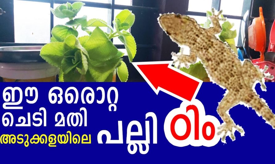 ഈ ഒരു ഒറ്റയില പല രോഗങ്ങൾക്കും ഉള്ള ഒറ്റപ്രതിവിധി