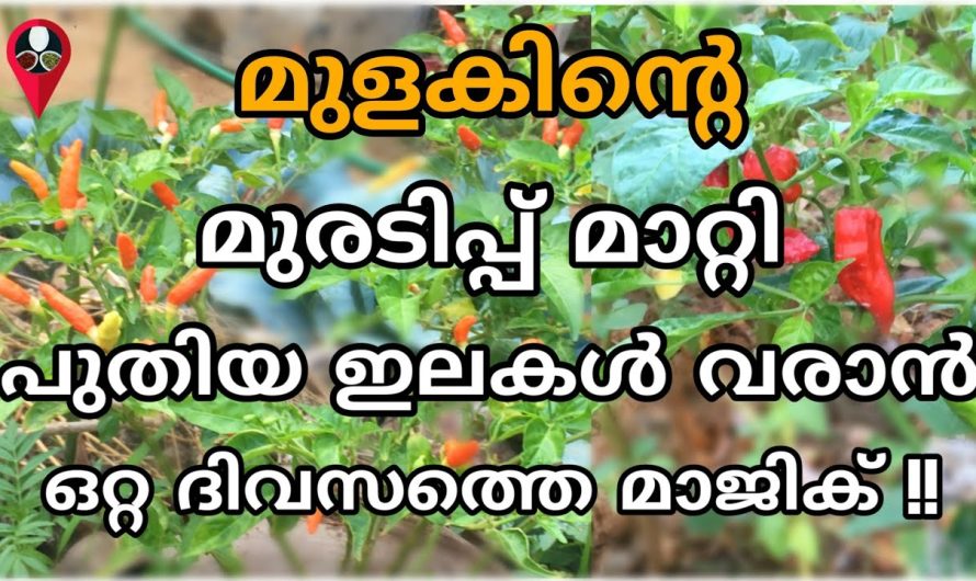 ഇനി ഒരു ഇല പോലും കുരുടിച്ച് മുളക് നശിച്ചു പോകില്ല