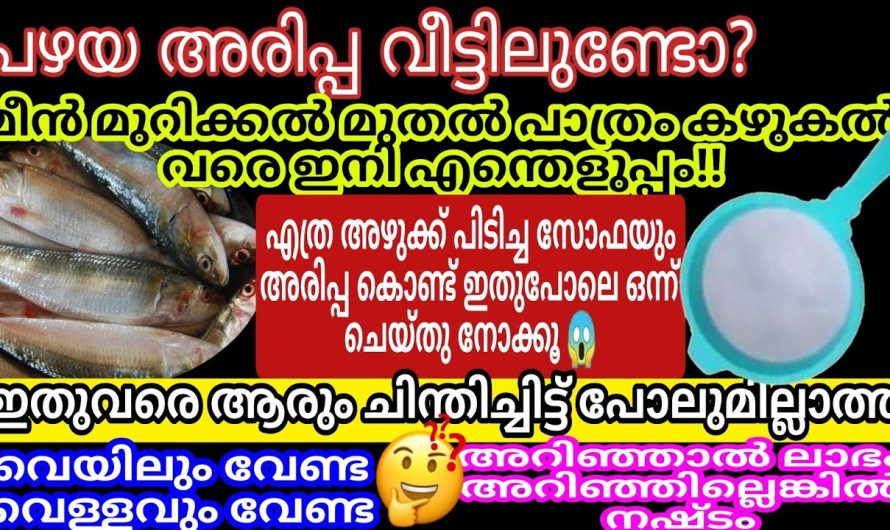 കളയാൻ വച്ച അരിപ്പയ്ക്ക് ഇനി മുട്ടൻ പണി കിട്ടി