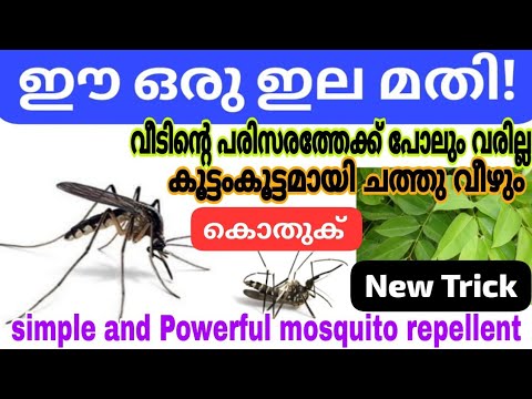 ഇനി കൊതുകിന്റെ ശല്യം ഇല്ല 10 രൂപയുടെ ചെലവുമില്ല.