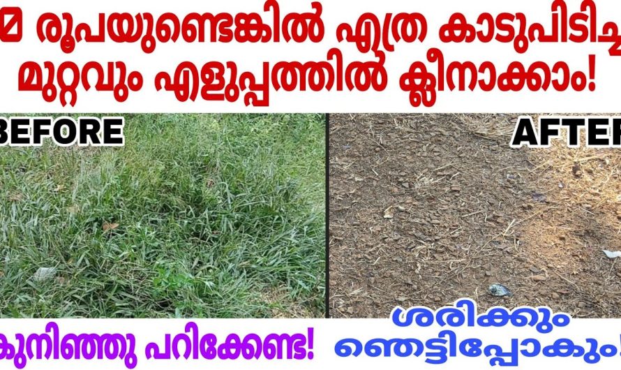 പ്രയാസമില്ലാതെ ഇനി നിങ്ങൾക്കും മുറ്റത്തെ കാട് ഇങ്ങനെ കളയാം