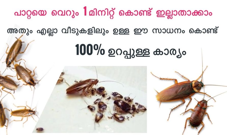 ഇനി പേടിക്കാതെ സൂക്ഷിക്കാം ഈ പാറ്റ വിഷം