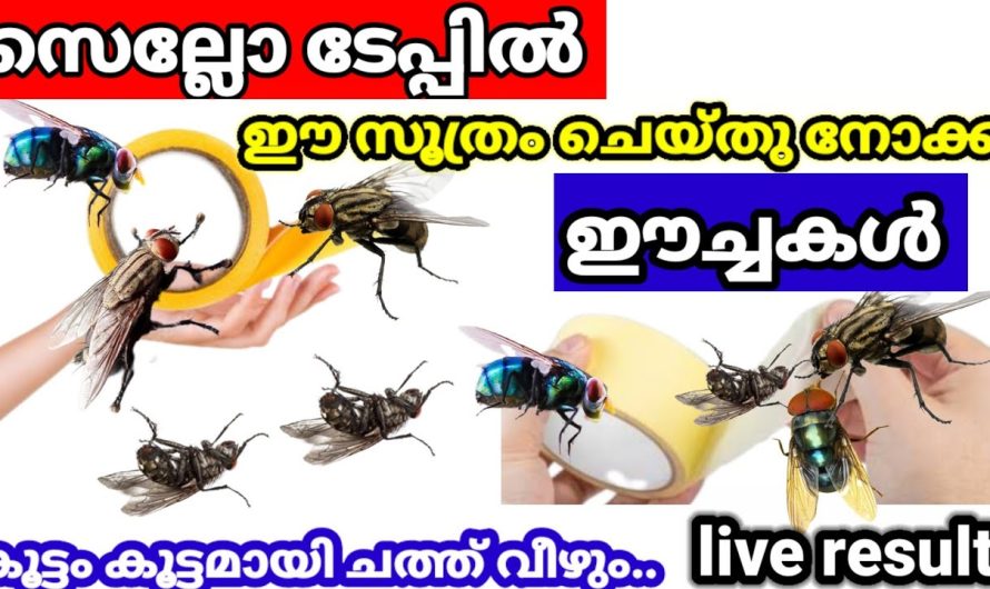 ഇനി ഈച്ചയെ അങ്ങനെ ആട്ടി കളഞ്ഞിരിക്കേണ്ട