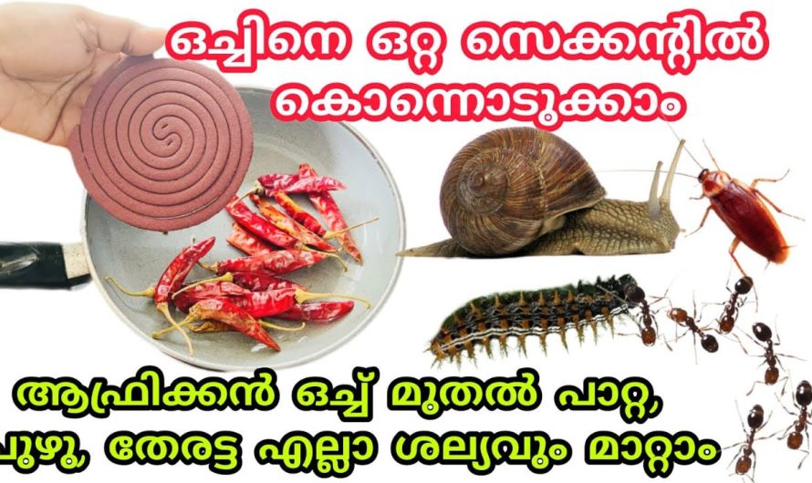 ഇങ്ങനെ ചെയ്താൽ ഇനി ഒരിക്കലും ഈ മഴക്കാല അതിഥികളെ കണി കാണാൻ കിട്ടില്ല