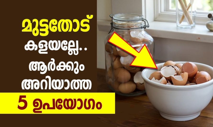 അപ്പൊ മുട്ടയല്ല മുട്ട തൊണ്ടാണ് യഥാർത്ഥത്തിൽ താരം