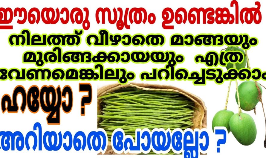 എത്ര ദൂരെയാണെങ്കിലും ഇനി മാങ്ങയും മുരിങ്ങക്കയും നിലത്ത് വീഴാതെ പറിക്കാം