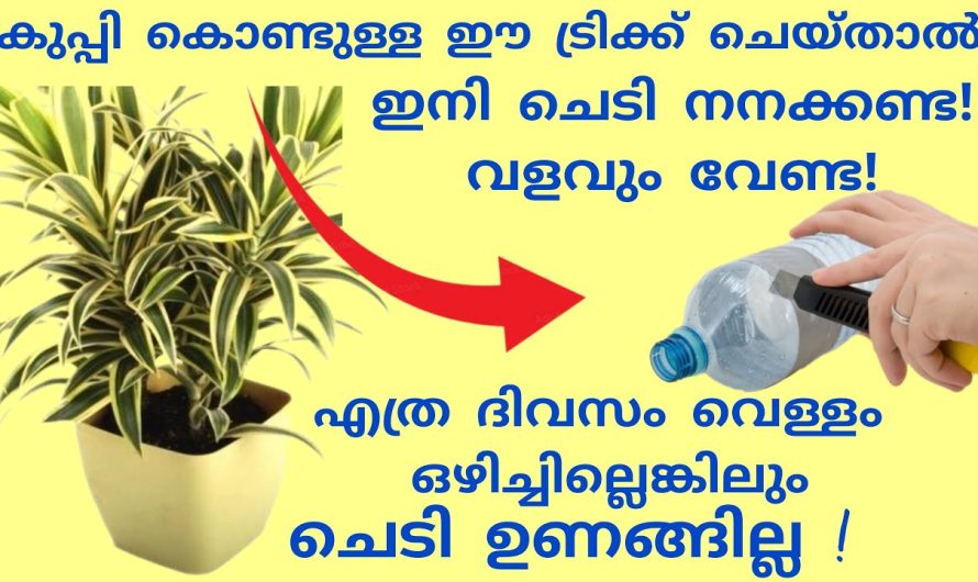 ഇനി നിങ്ങൾ എവിടെ പോയാലും ചെടികൾക്ക് നനവ് കിട്ടി കൊണ്ടേയിരിക്കും