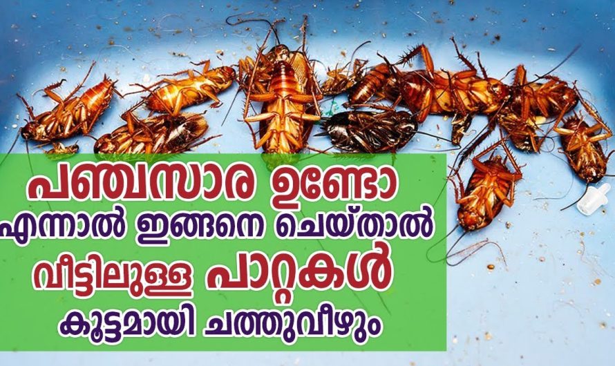 ഇനി ഉറുമ്പിനൊരു മധുര കെണി വെച്ചാലോ.