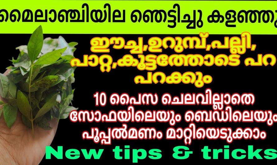 ഇത് ഒരു അത്ഭുതം തന്നെ, മൈലാഞ്ചി ഇല കൊണ്ട് ഇങ്ങനെയും സാധിക്കുമോ.