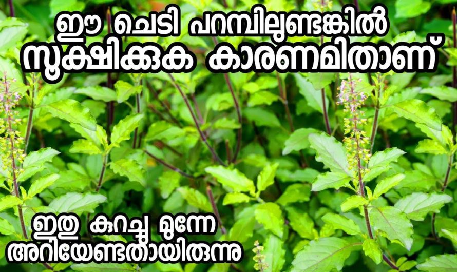 ഔഷധം ആണെങ്കിലും ഇത് ചിലപ്പോൾ വലിയ പ്രശ്നമാകും