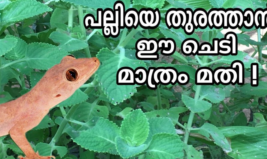 നിങ്ങൾ പോലും ഞെട്ടിപ്പോകും ഇത് അത്ഭുതമാണ് അതിശയം ആണോ എന്ന കാര്യത്തിൽ