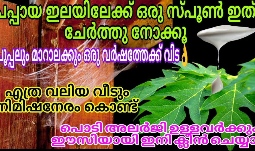 പപ്പായയില കൊണ്ട് ഇങ്ങനെയൊക്കെ ചെയ്യാമോ