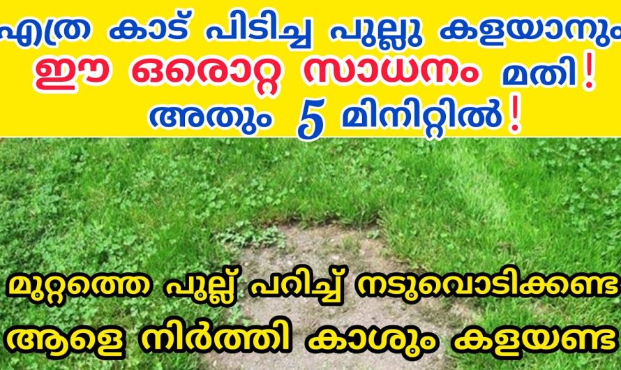 ഇനി ഈ ഒരു ബോട്ടിൽ കൊണ്ട് വർഷങ്ങളോളം നിങ്ങളുടെ മുറ്റം വൃത്തിയാക്കാം.