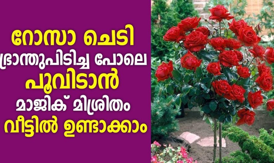 ഇത് തമാശയല്ല നിങ്ങളുടെ റോസാ ചെടിക്കും ഇനി ഭ്രാന്ത് പിടിക്കും.