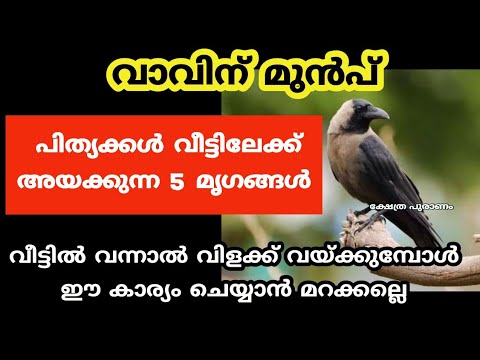 വാവ് ദിനങ്ങളിൽ ഈ മൃഗങ്ങളെ കണ്ടാൽ പിതൃപ്രീതി ഉറപ്പാണ്