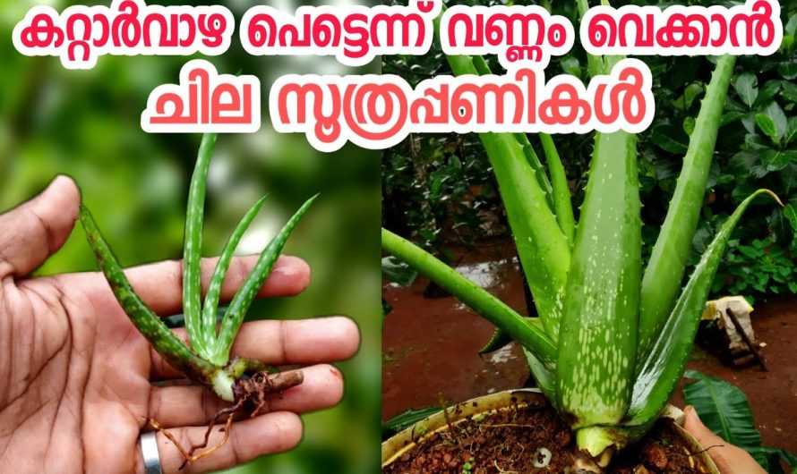 നിങ്ങളുടെ കറ്റാർവാഴയിൽ ഇങ്ങനെ ഒരു നിറം കാണുന്നുണ്ടോ