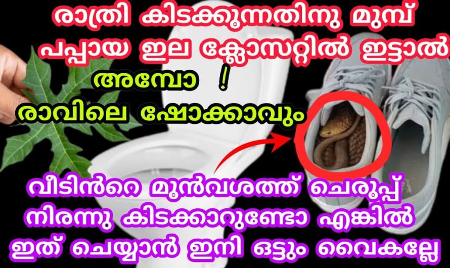 ഇനി പപ്പായ ഇല കൊണ്ട് ഇങ്ങനെ ചെയ്യാൻ മറക്കല്ലേ