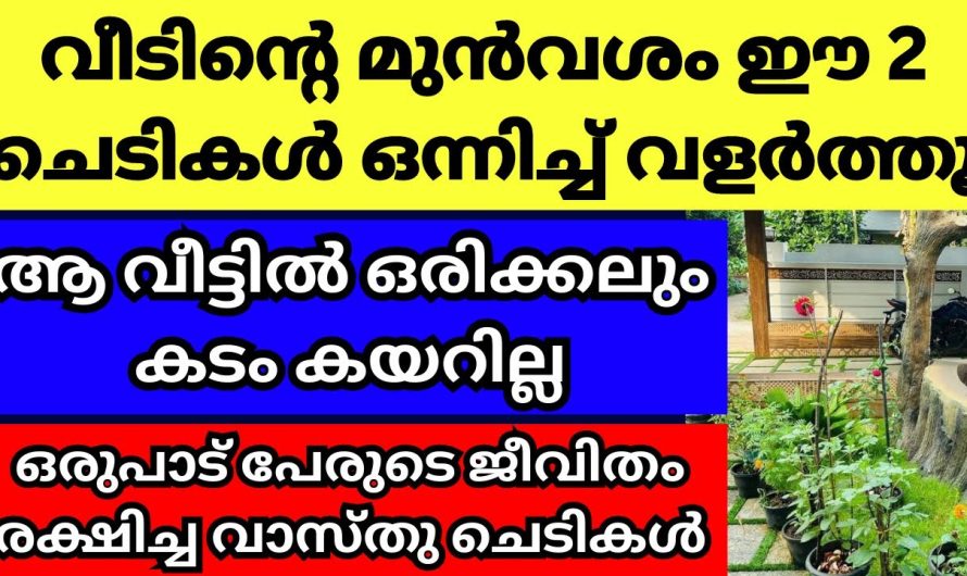 ഇനി ഈ രണ്ടു ചെടികൾ കൂട്ടിച്ചേർത്ത് വളർത്തി നോക്കാം സർവ്വ ഐശ്വര്യം ഫലം