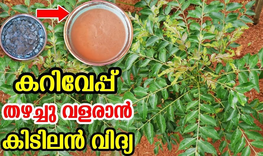 കറിവേപ്പില തഴച്ച് വളരാൻ ഇനി ഒരു കിടിലൻ രഹസ്യം