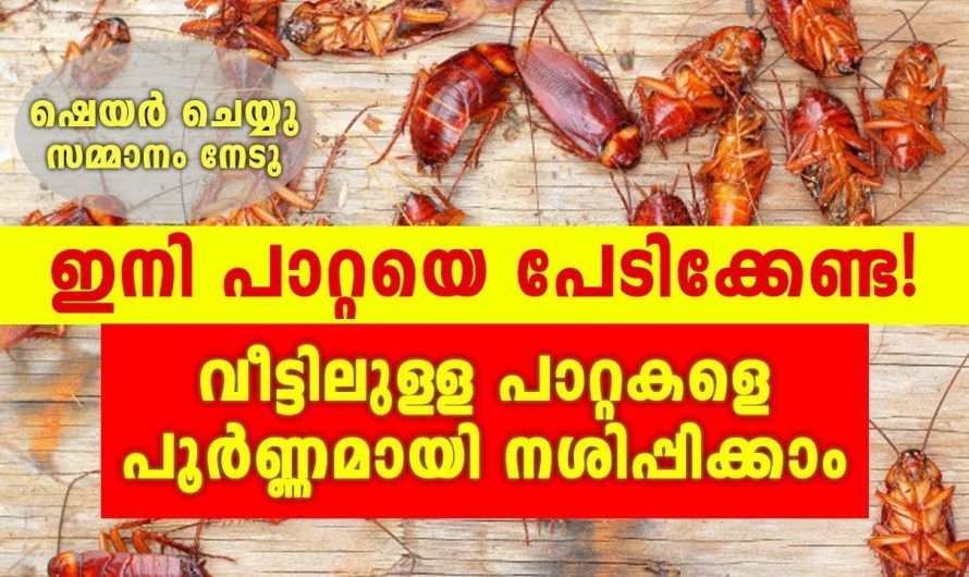 ഇനി നിങ്ങൾ പാട്ടയെ പേടിക്കേണ്ട പാറ്റ നിങ്ങളെ കണ്ടു പേടിച്ചോടും