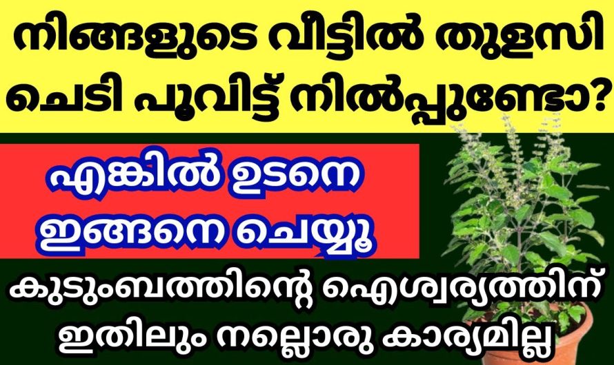 നിങ്ങളുടെ വീട്ടിലും തുളസി ബൂത്ത് എങ്കിൽ ഇങ്ങനെ ചെയ്യുന്നത് വലിയ ഐശ്വര്യം ഉണ്ടാകും