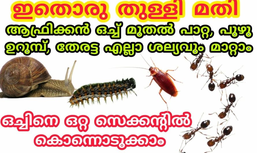 നിസ്സാരമല്ല ആഫ്രിക്കൻ ഒച്ചിനെ പോലും ഇത് നശിപ്പിക്കും