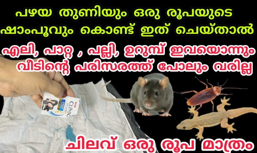 ഒരേ ഒരു വഴിയിൽ ഇനി പല്ലിയും പാറ്റയും പെരുച്ചാഴിയും എല്ലാം വിരണ്ടോടും.