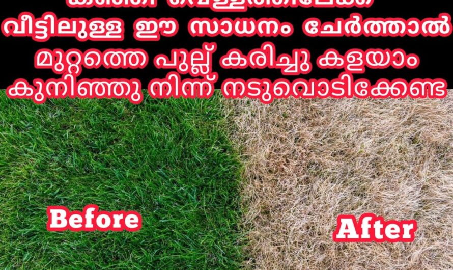 ഒരുപാട് പ്രശ്നങ്ങൾക്കുള്ള ഒരേയൊരു പരിഹാരം ഇനി ഇതുതന്നെ