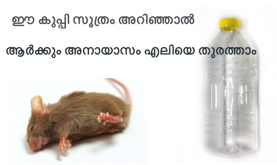 ഇനി എലിയെ പെടുത്താൻ പണം വേണ്ട