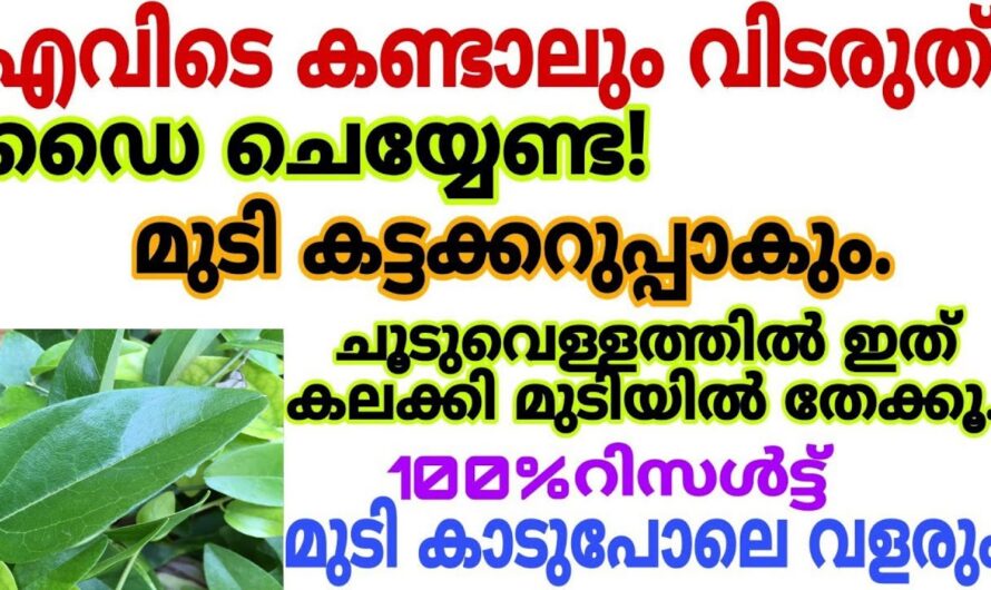 ഇതു ഉപയോഗിച്ചാൽ ഇനി മുടി മാത്രമല്ല വേര് വരെ കറുക്കും