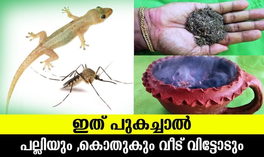 പല്ലിയും പാറ്റയും എല്ലാം ഇനി നിങ്ങളുടെ ഏരിയയിലേക്ക് വരില്ല