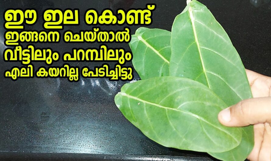 ഈ ഇല കൊണ്ട് എന്ത് ചെയ്താലും ഗുണം തന്നെ പക്ഷേ ഇങ്ങനെയൊരു കാര്യം ചിന്തിച്ചു കാണില്ല