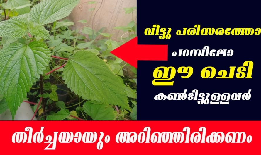 നിസ്സാരമല്ല ഇതിന്റെ ഗുണങ്ങൾ