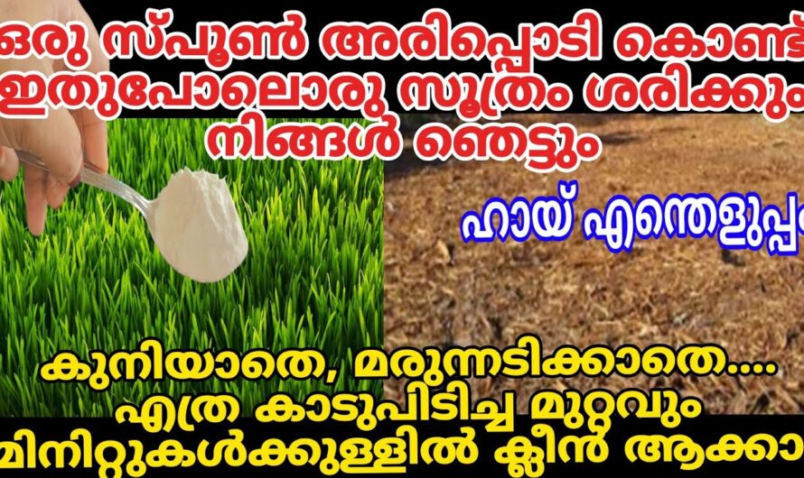 ഇനി വീട്ടിൽ പുല്ലു പറിച്ചു നടുവൊടിക്കേണ്ട.. ഇതാ ഒരു കിടിലൻ  വഴി