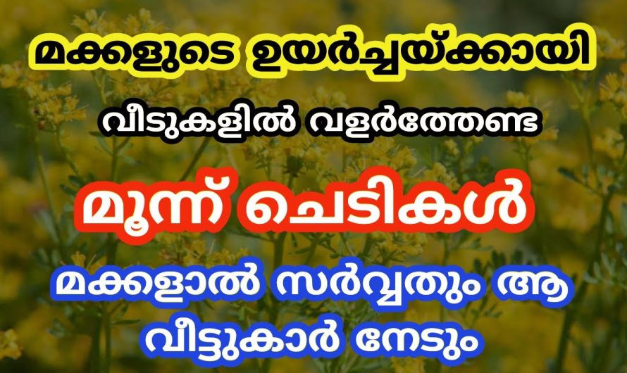 മക്കൾ അനുഗ്രഹം ആകാനും മക്കളാൽ അനുഗ്രഹ പൂർണമാകാനും ഈ ചെടികൾ വളർത്തു