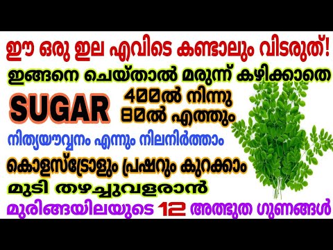 ദിവസവും ഒരു പിടി മുരിങ്ങയില കഴിച്ചാൽ ലഭിക്കുന്ന അത്ഭുതഗുണങ്ങൾ😱