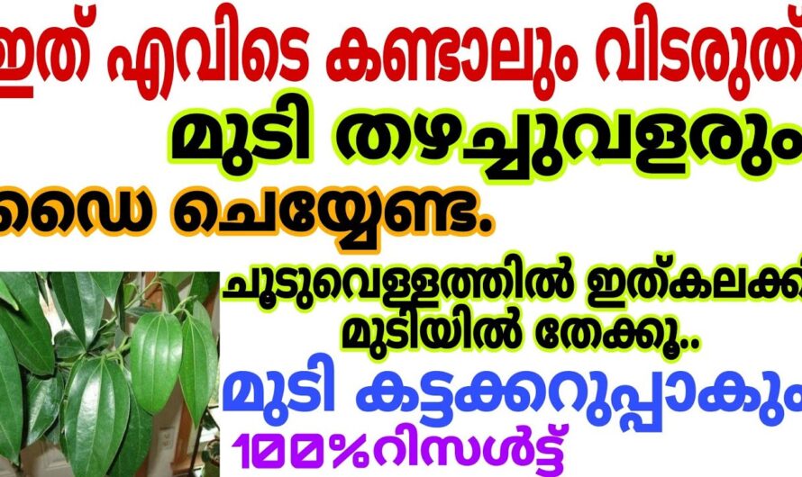 ഈ ഇല വീട്ടിൽ ഉണ്ടെങ്കിൽ ഇനി ഡൈ കാശുകൊടുത്ത് വാങ്ങേണ്ട, മുടി കട്ട കറുപ്പാവും…