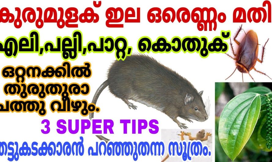 വീട്ടിലുള്ള എലിയെയും പാറ്റയെയും ഒറ്റ ദിവസത്തിൽ ഓടിക്കാം, ഇങ്ങനെ ചെയ്താൽ മതി…