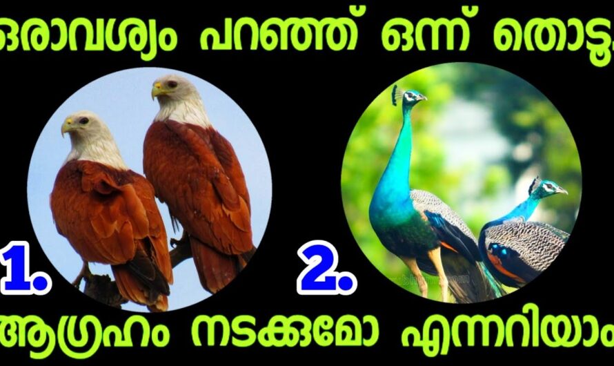 നിങ്ങളുടെ ആഗ്രഹം നടക്കുമോ എന്ന് അറിയാം, ഇതിൽ ഒന്ന് തൊടു…